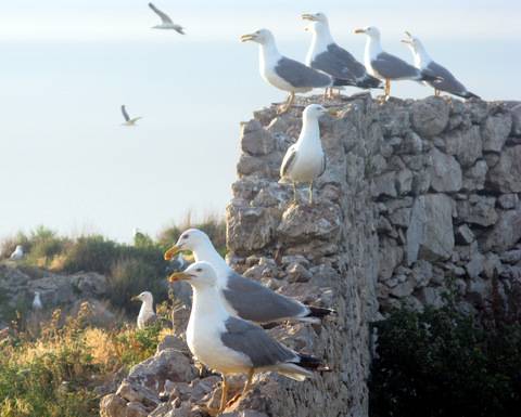 Las aves marinas pueden convertirse en reservorios de patógenos potencialmente infecciosos