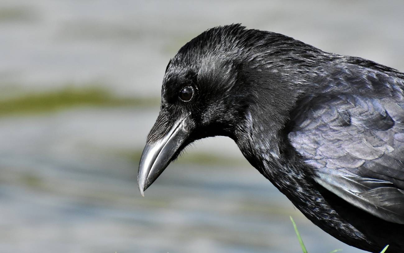 Las aves más innovadoras reducen su riesgo de extinción 