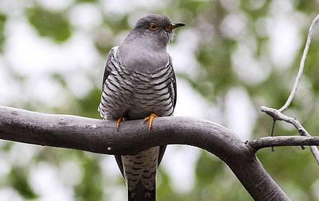 Las aves migratorias adaptan su viaje a la disponibilidad de alimentos 