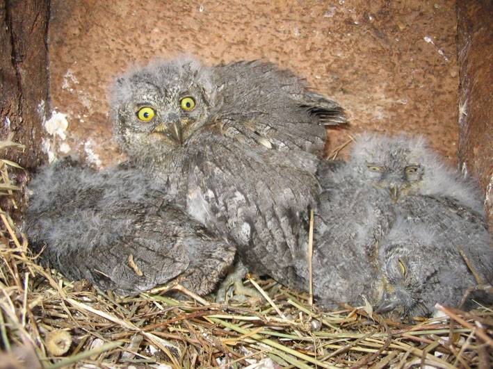 Las aves nocturnas se fijan en los colores de sus crías para alimentar a las que más lo necesitan
