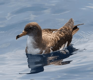 Las aves, nuevos detectores de la velocidad de las corrientes marinas