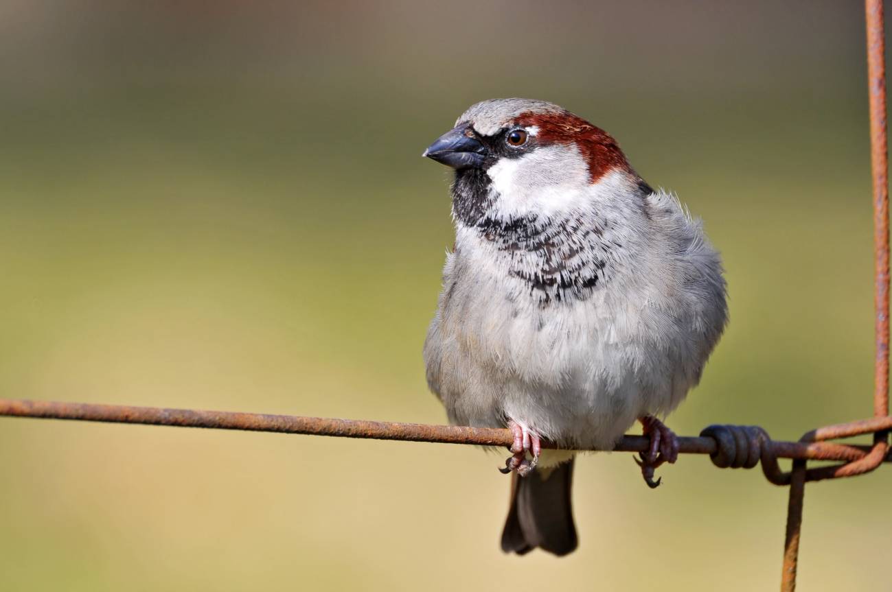 Las aves que cantan al alba se despiertan antes en las ciudades