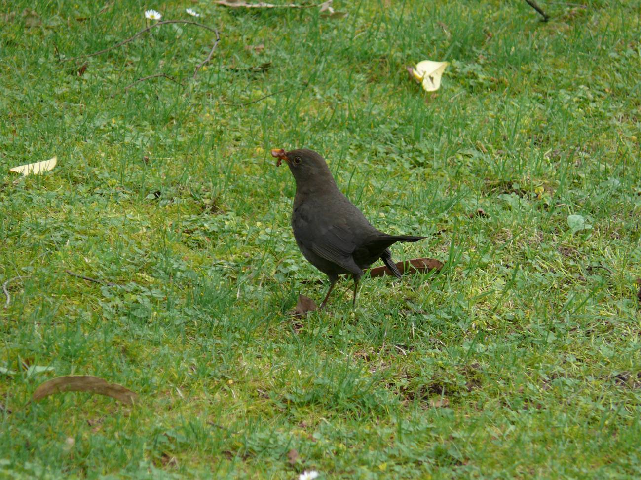 Las aves que viven en las urbes colonizan mejor nuevos hábitats  