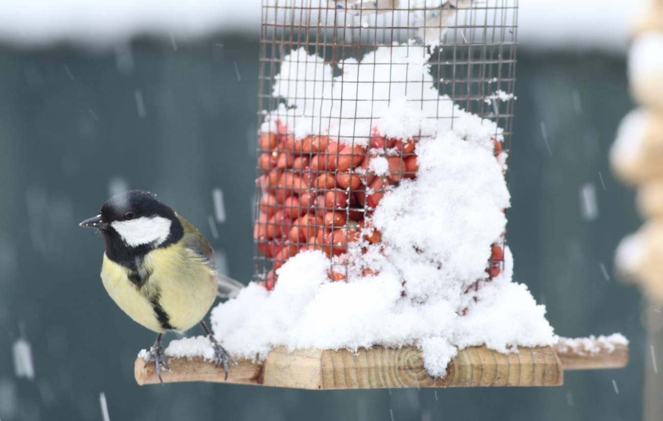 Las aves se alimentan peor cuando aumenta el volumen del ruido