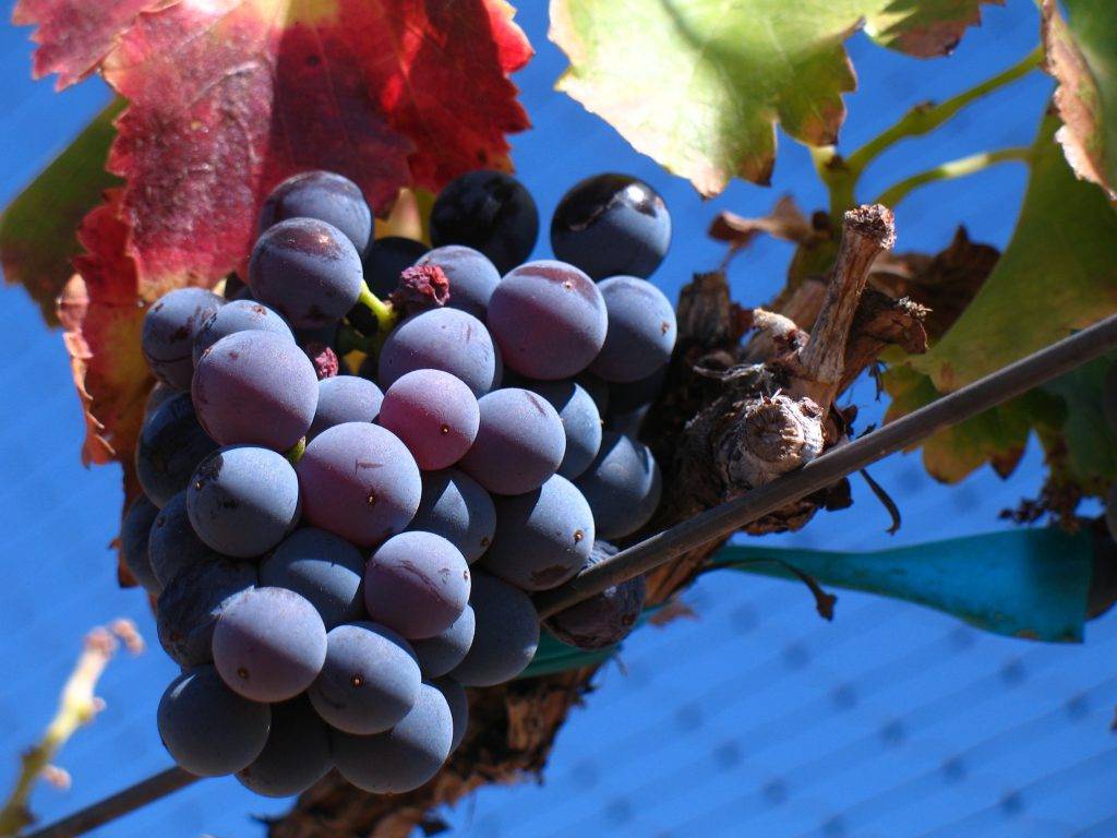 Las bacterias de la uva y del vino, al descubierto por su ADN