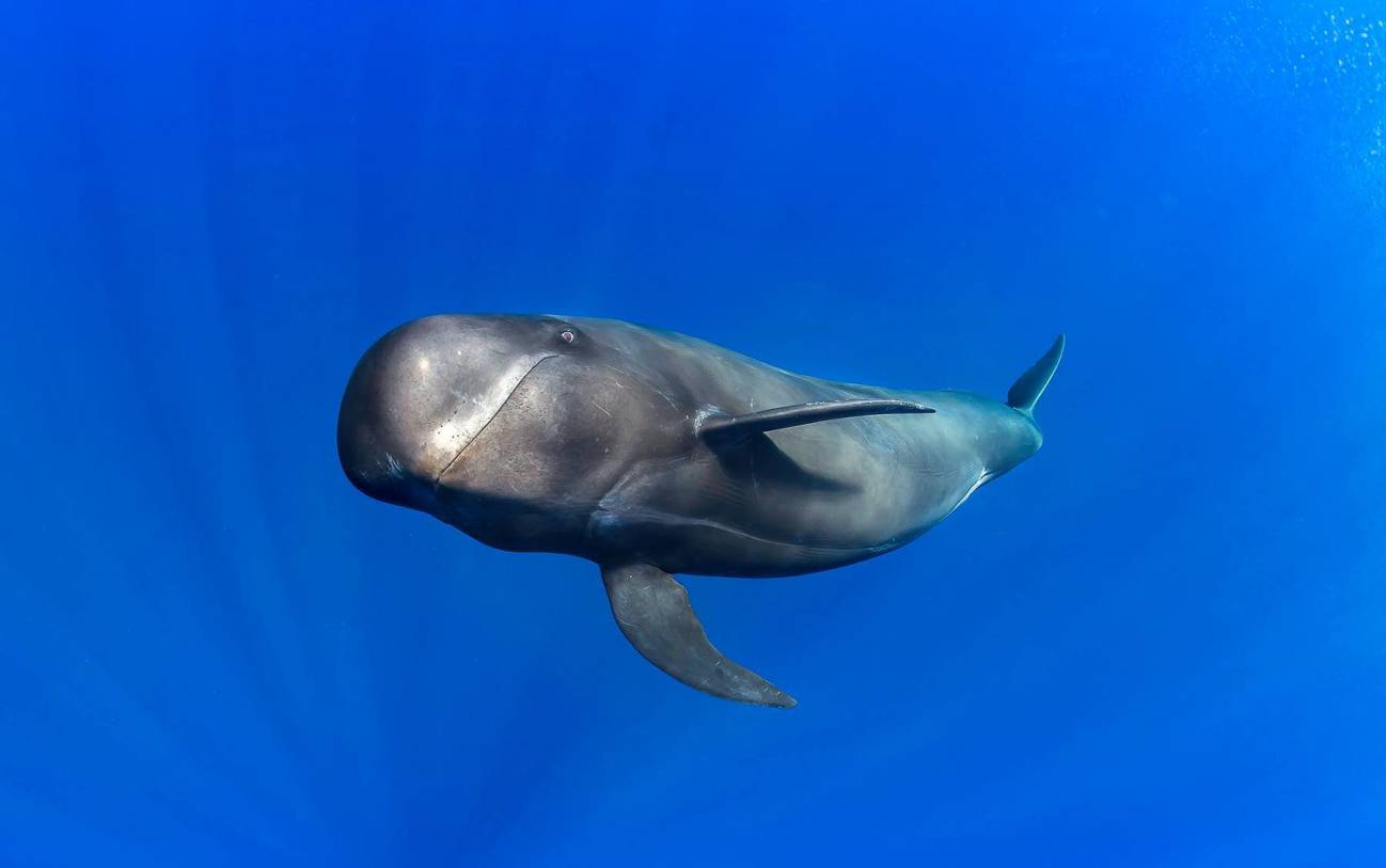 ballena piloto