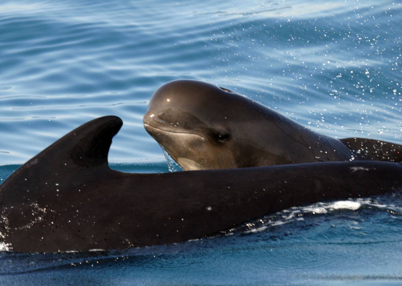 Las ballenas piloto elevan sus llamadas en el Estrecho de Gibraltar, pero no es suficiente