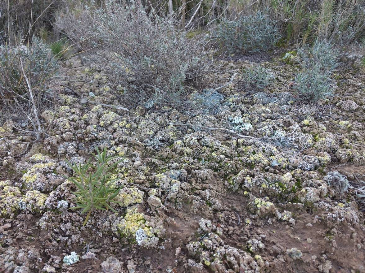 Costras biológicas del suelo
