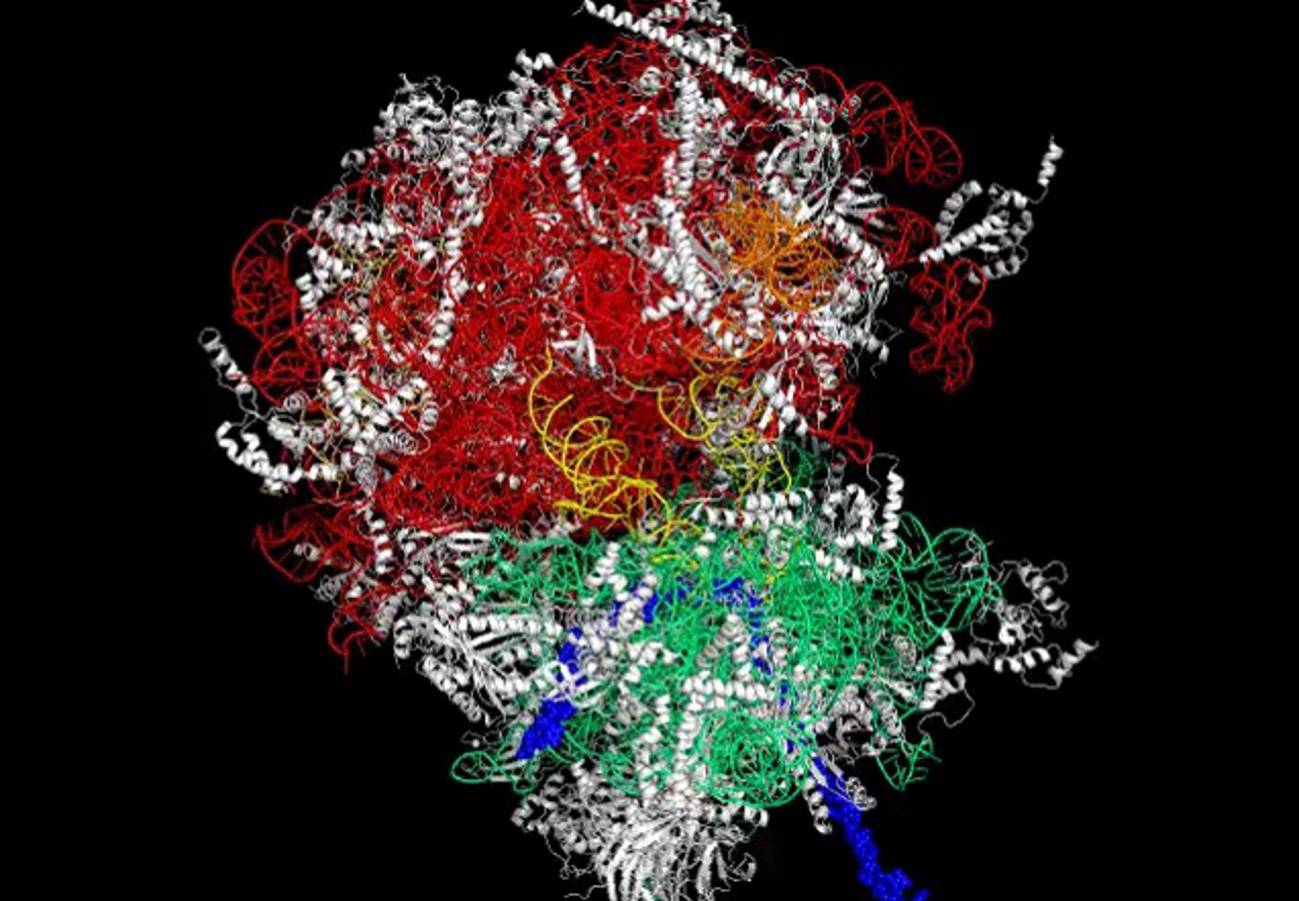 Los ribosomas son las fábricas de proteínas de las células de nuestro cuerpo