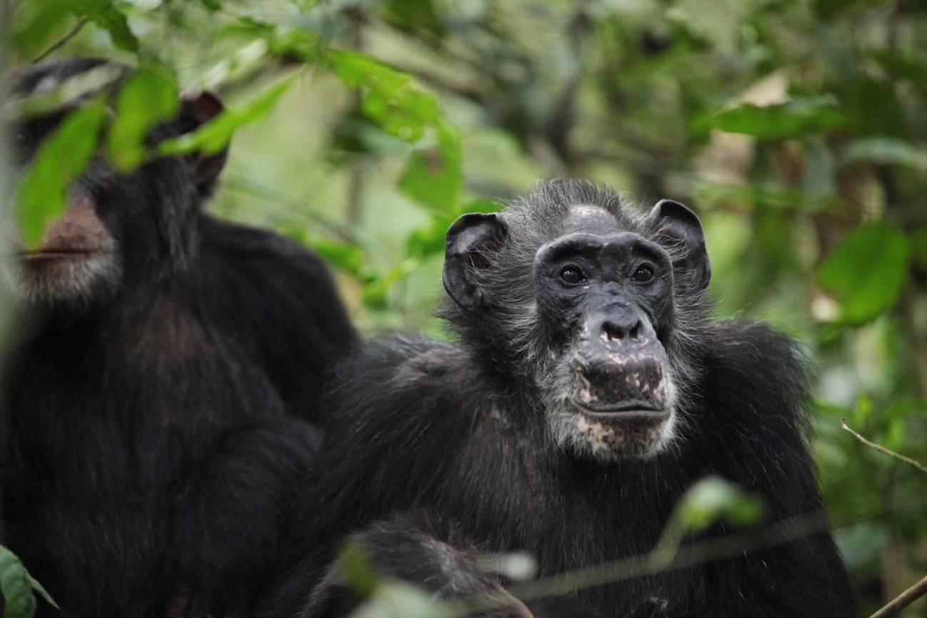 Chimpancé en Uganda