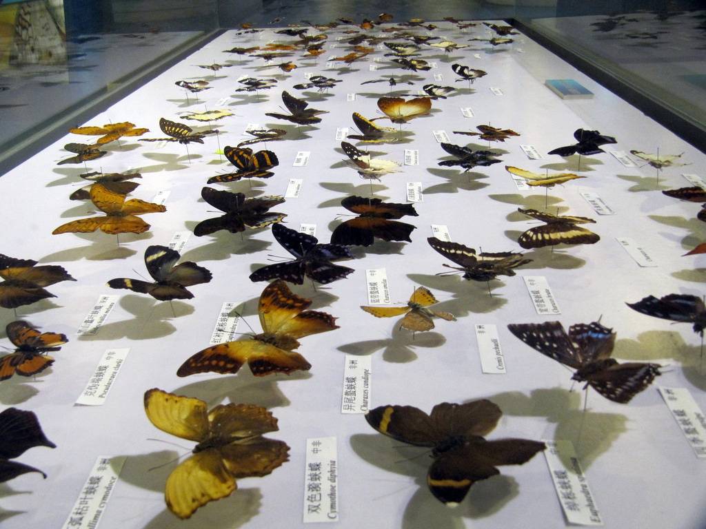 mariposas disecadas