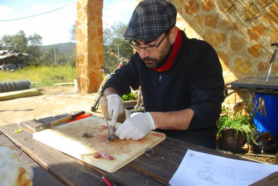 restos de conejo