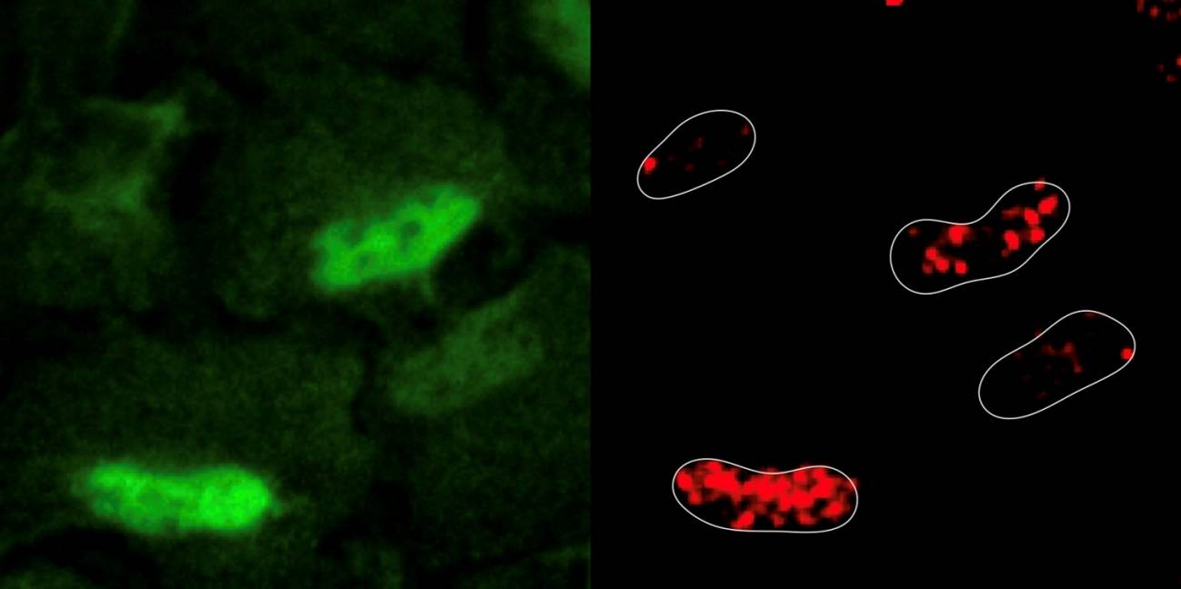 La imagen ilustra la localización del daño en el ADN y la observación de la enzima PRDX1