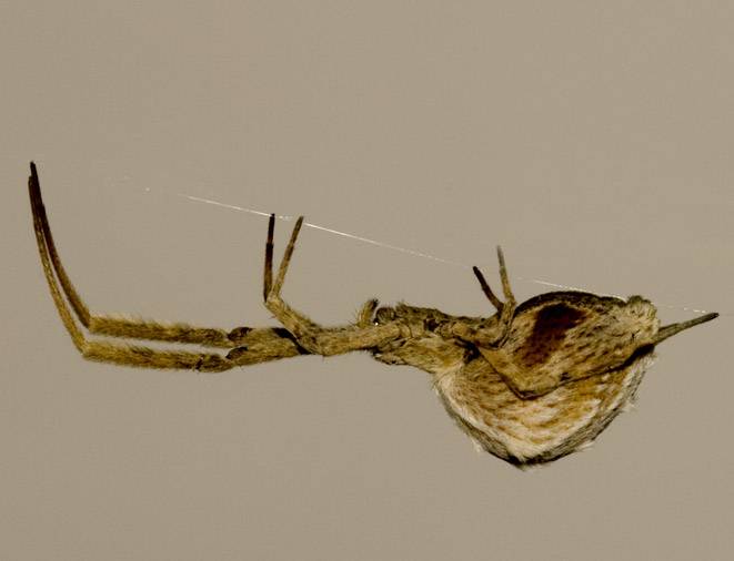 Las especies de arañas que viven cabeza abajo han cambiado su forma para ahorrar energía