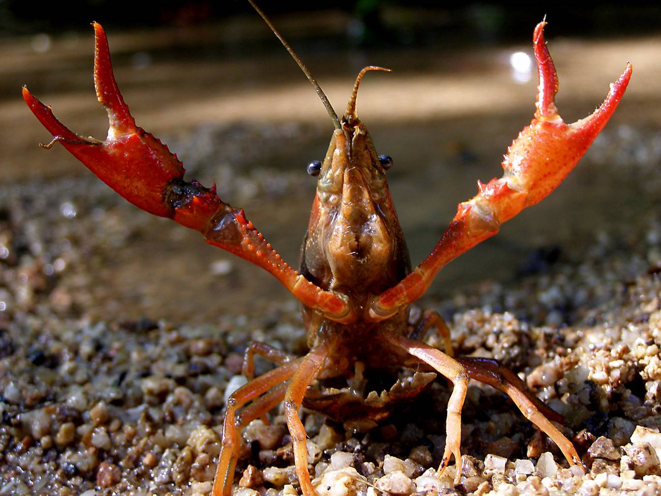 Las especies invasoras causan el declive de las comunidades acuáticas