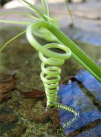 Forma helicoidal presente en la naturaleza