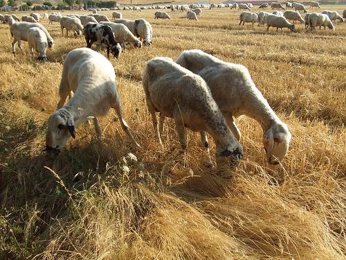 Las explotaciones ganaderas del sector ovino de leche sufren la falta de relevo generacional