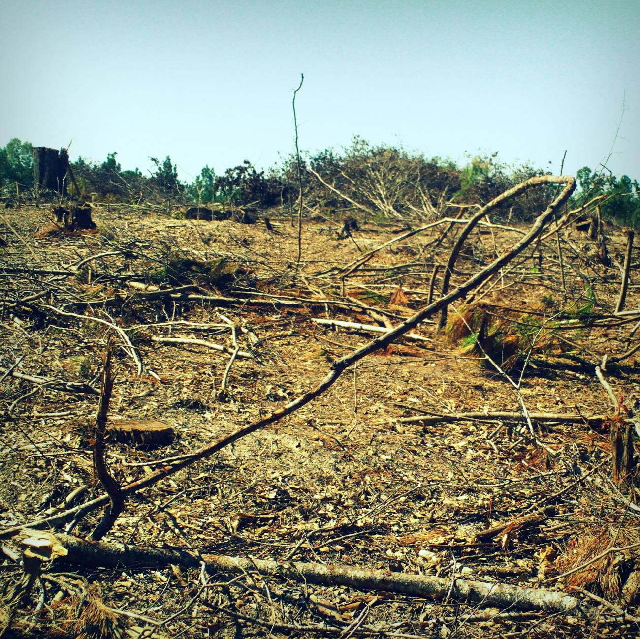 Las extinciones de especies disminuirían hasta un 80% con menos emisiones producidas por la deforestación 