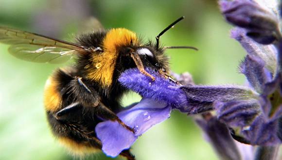 Abejorro (Bombus terrestris) polinizando una flor. Foto: A.Picascia