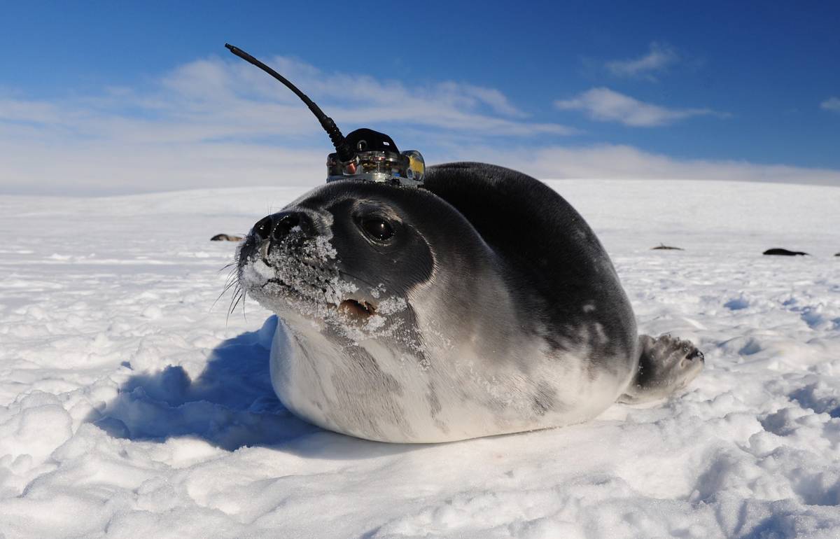Foca de Weddell con sensor