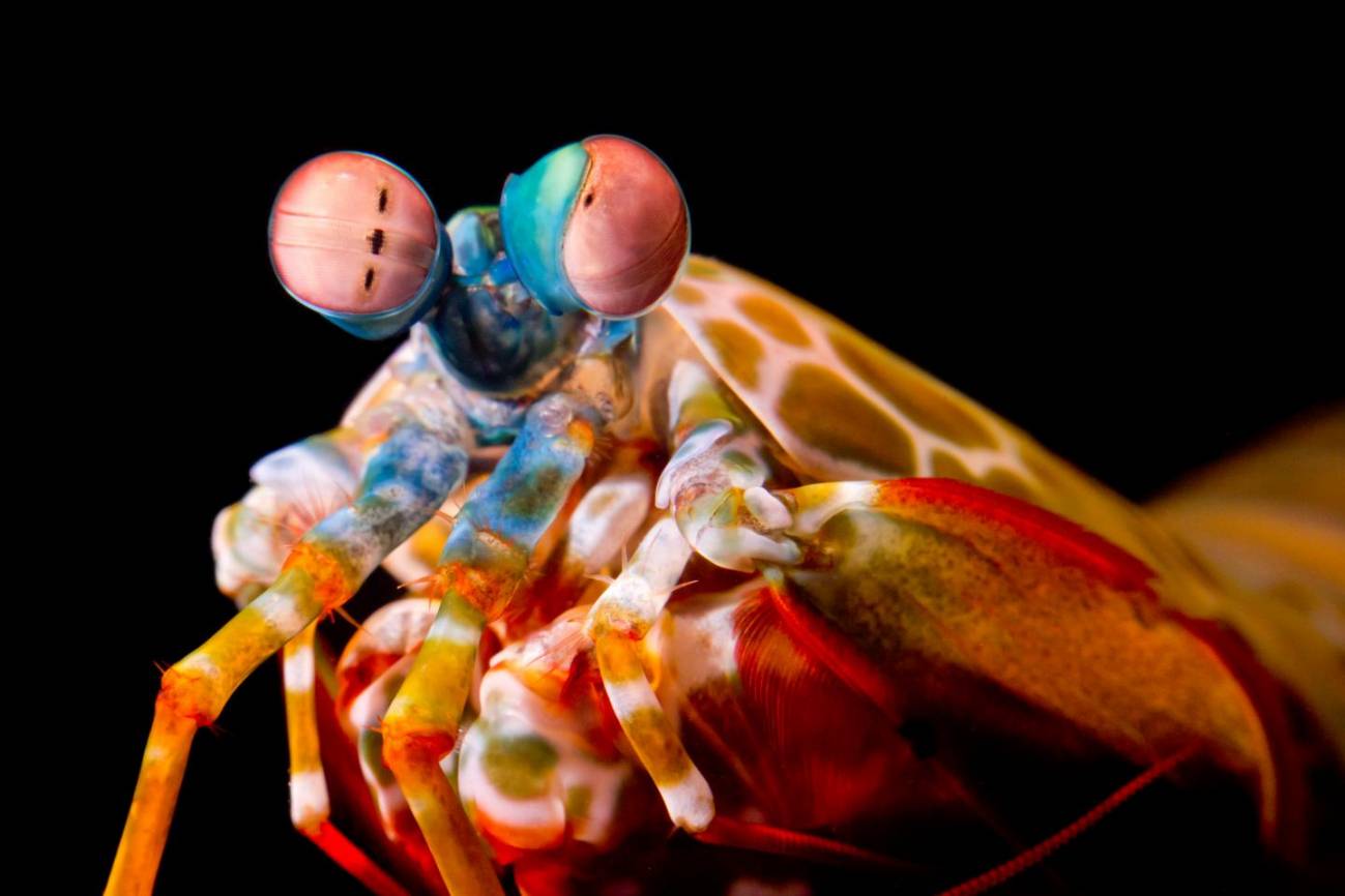 Las gambas mantis rotan sus ojos para ver mejor