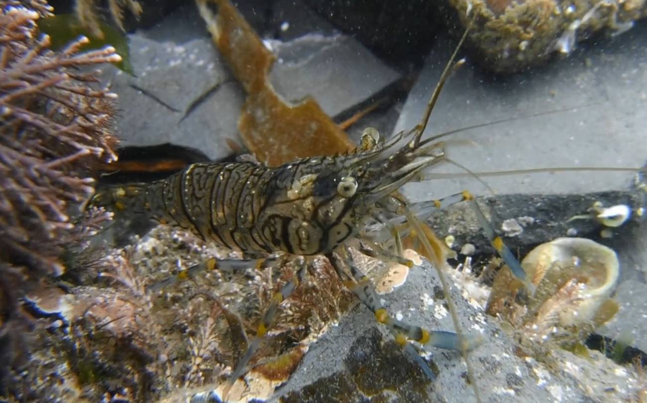 Las gambas más prudentes ganan la batalla por la comida