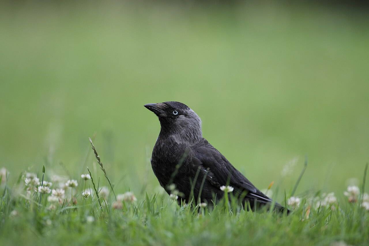 Las grajillas comparten dormideros con otras aves para resistir la transformación del paisaje
