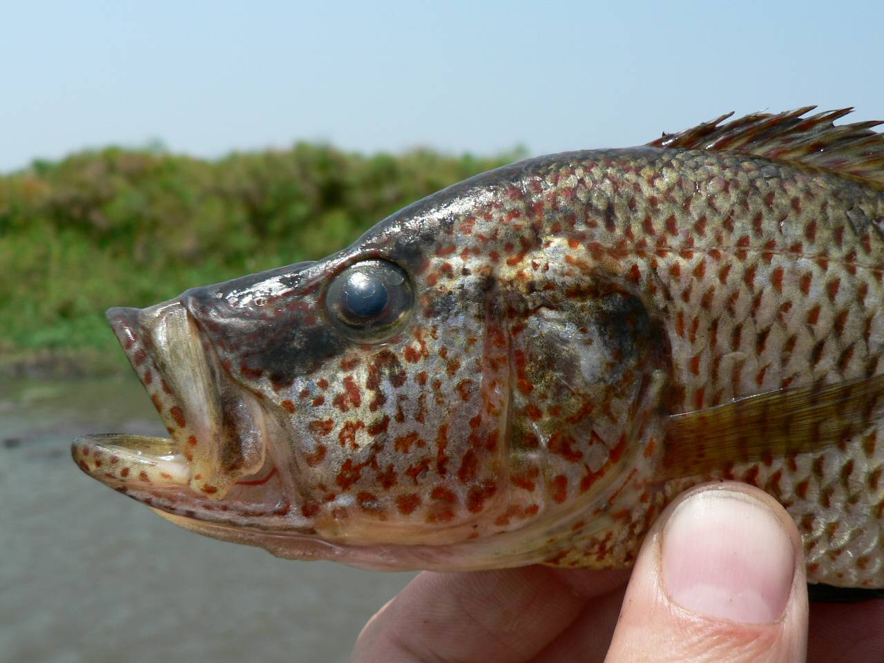 Las hembras de estos peces generan nuevas especies al confundirse de pareja