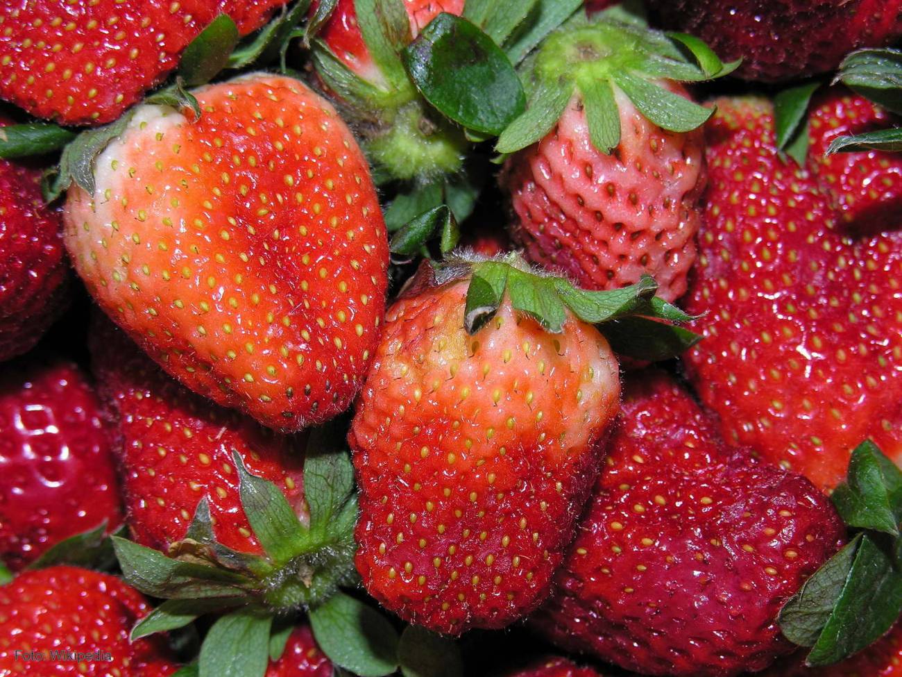 Hojas De Planta De Fresa