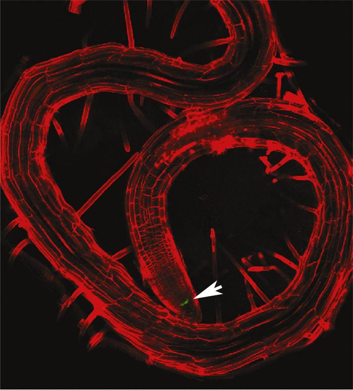 Imagen del trabajo en la portada de la revista obtenida por microscopia confocal. Muestra cómo la reserva de células madre (puntos verde) en la raiz primaria de la planta está prácticamente agotada y que las raíces laterales secundarias no han crecido apenas