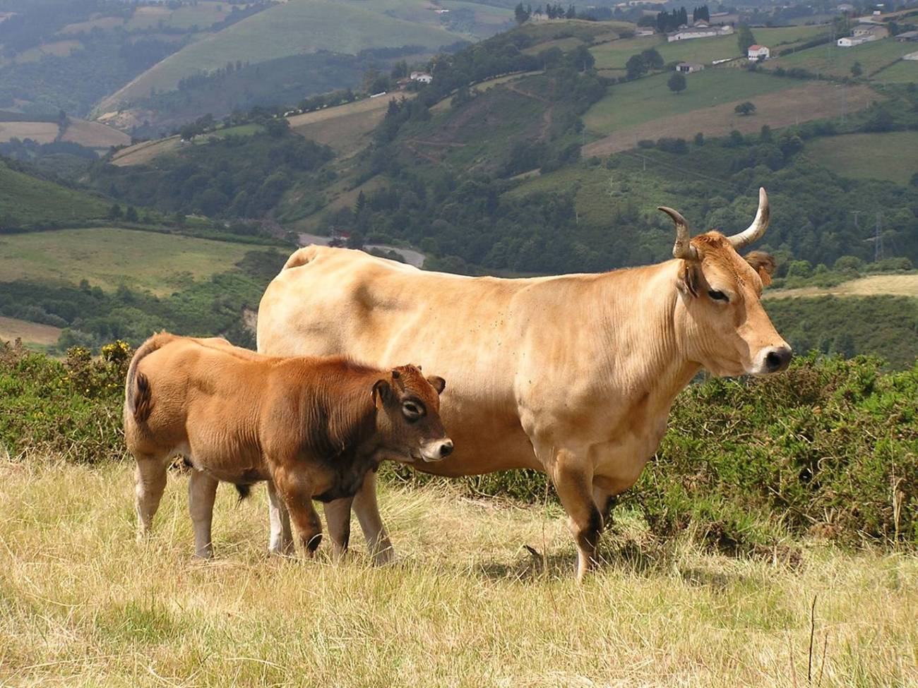 Las Indicaciones Geográficas Protegidas mejoran el sistema agroalimentario