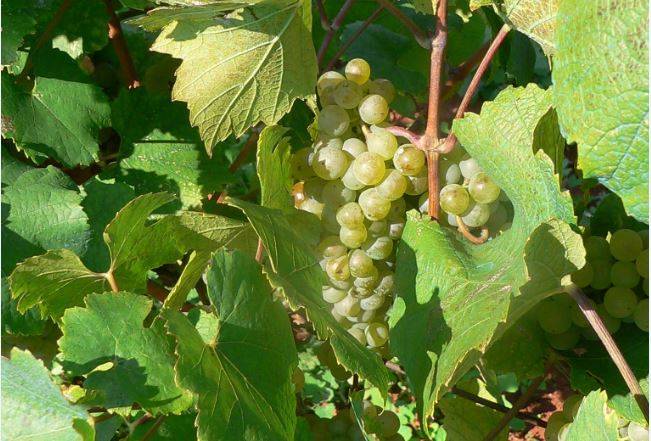 Las islas Canarias, principal exportador de vinos de España en el siglo XVII