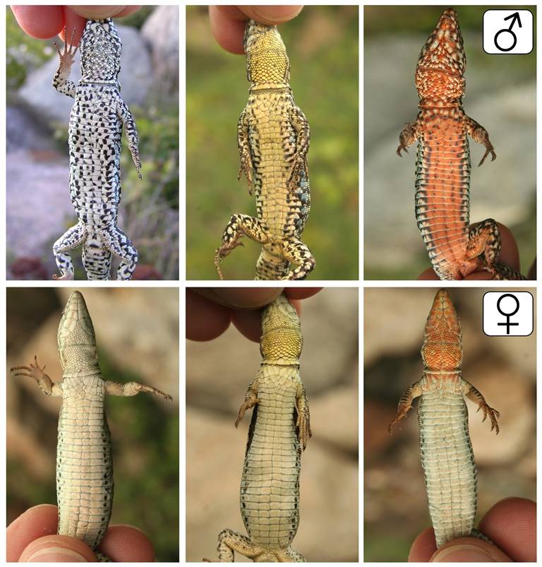 Las lagartijas roqueras prefieren aparearse con otras del mismo color