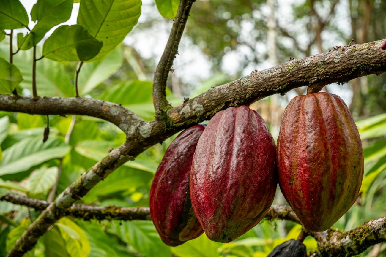 planta de cacao