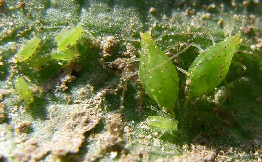 Colonia de Macrosiphum euphorbiae sobre lechuga. Fuente: Alberto Fereres
