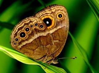 Las mariposas hembra persiguen a las macho a temperaturas bajas