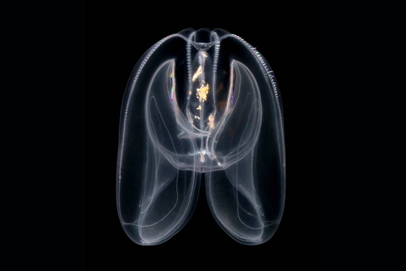 imagagen de Las medusas peine (Mnemiopsis leidy) estudiadas que ayudaron a revelar los orígenes de la regulación distal