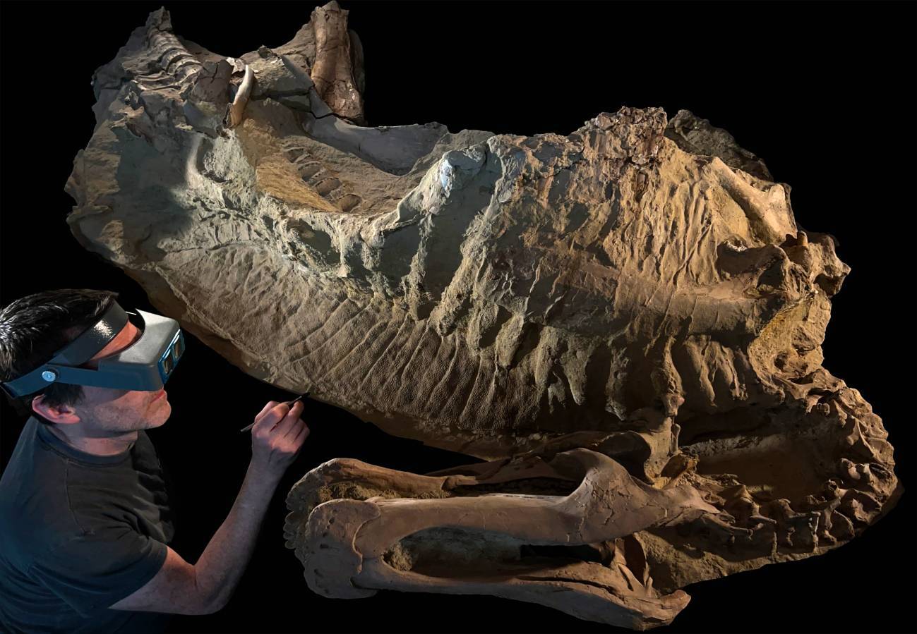 Las ‘momias’ de hadrosaurio son en realidad moldes de arcilla creados por microbios 