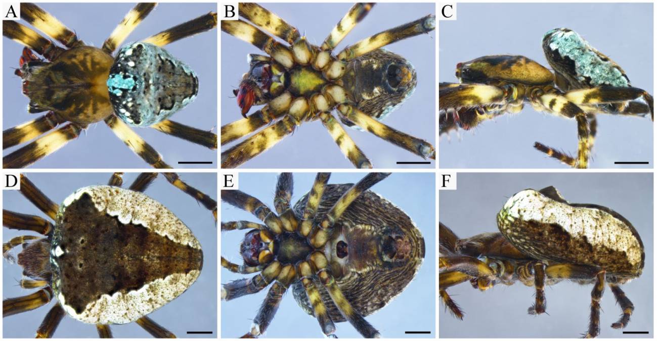 Nueva especie de araña