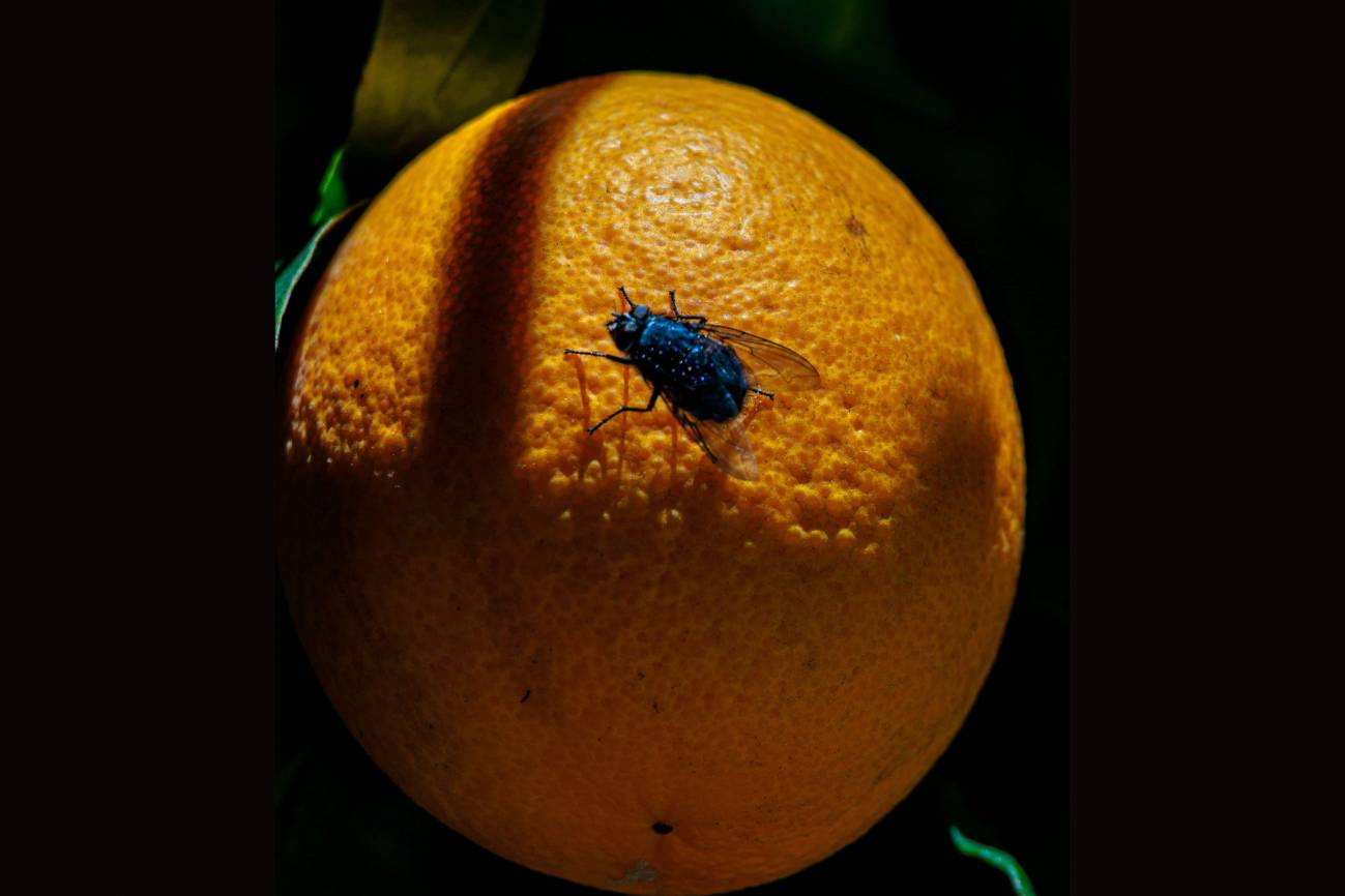 mosca