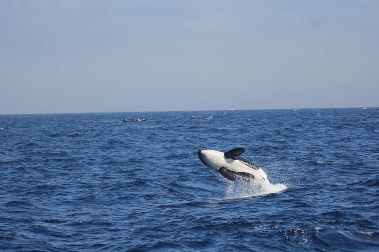 Las orcas del Estrecho avistadas en Portugal
