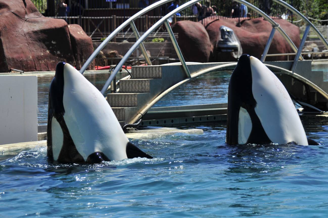 Las orcas tienen una predisposición extraordinaria a imitar
