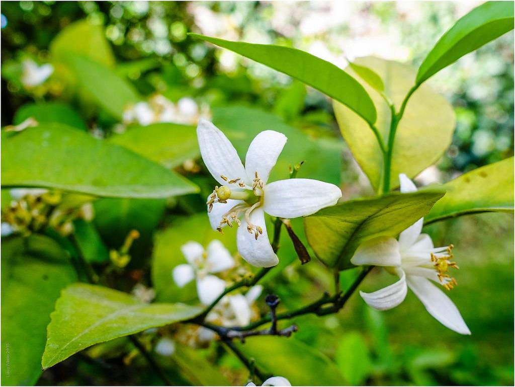 Las oscilaciones de presión en el Atlántico afectan a la floración de especies en la Península