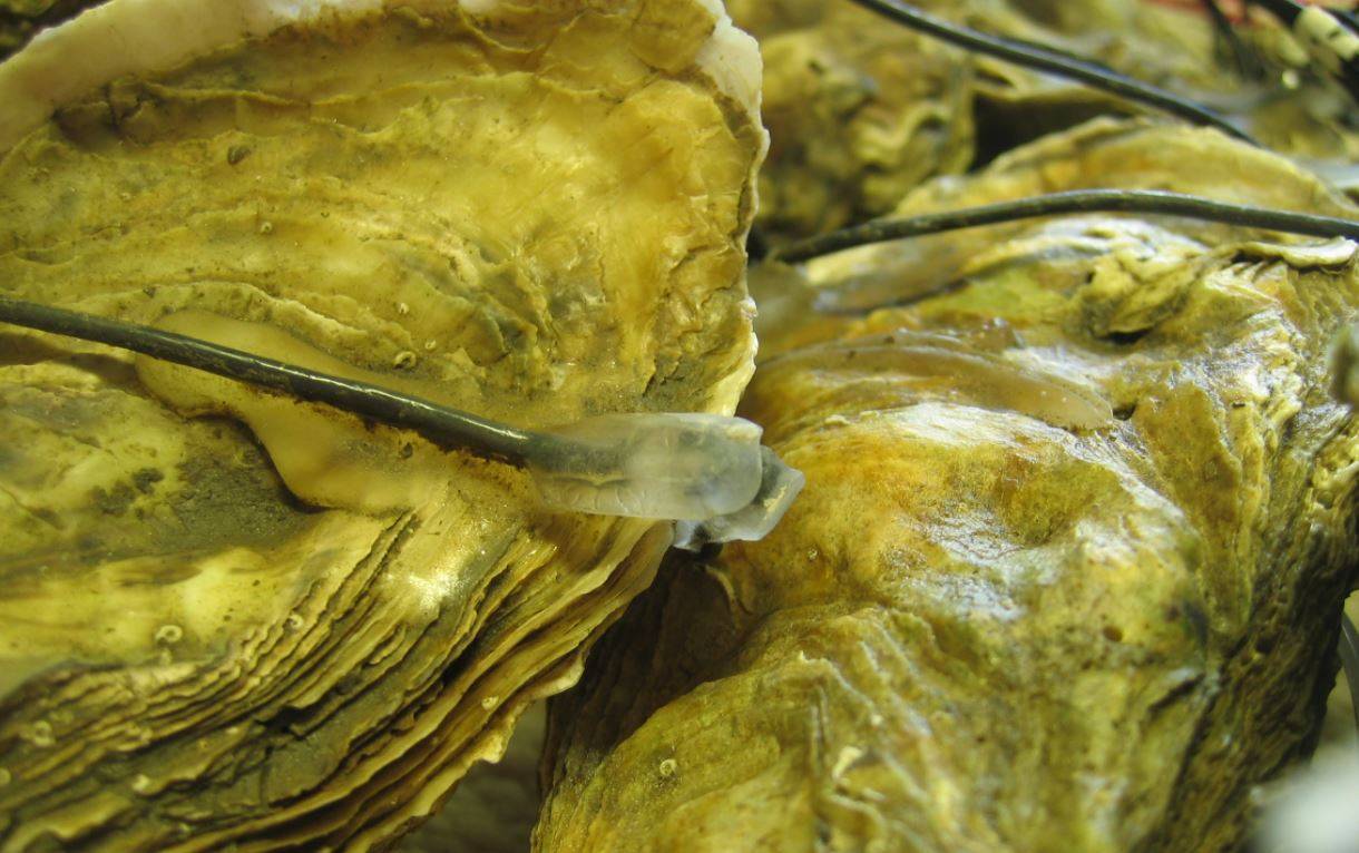 Las ostras cierran sus conchas estresadas por el ruido submarino