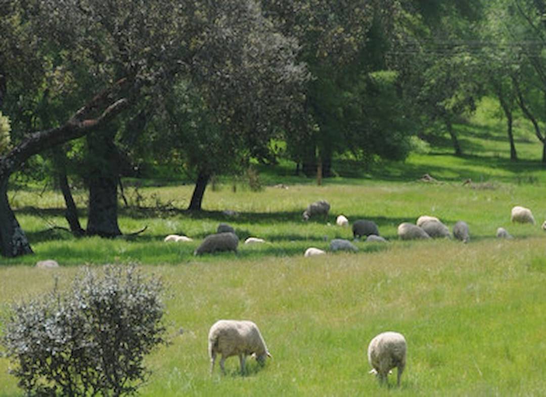 Las ovejas producen menos daños en la dehesa mediterránea que las vacas