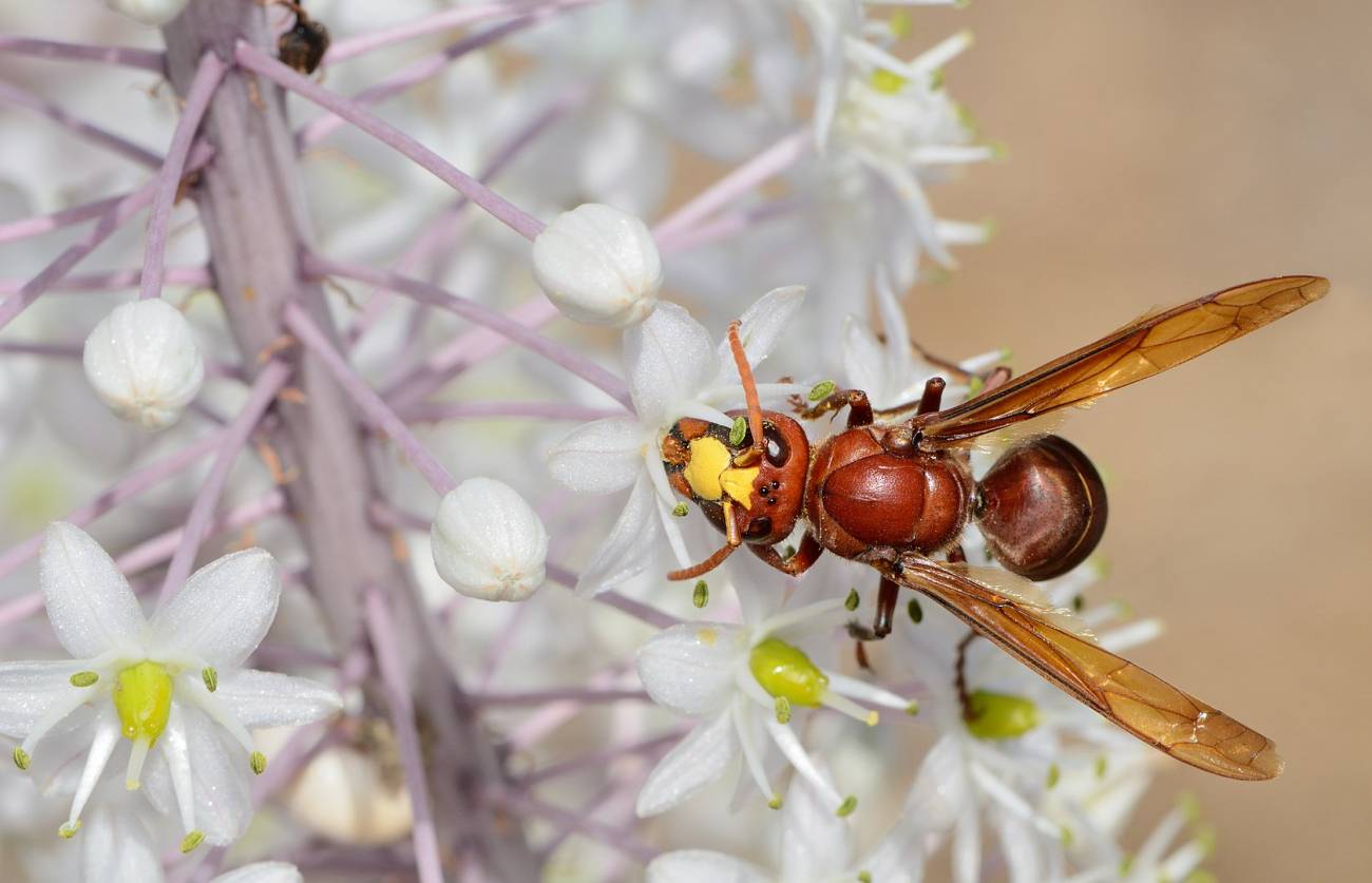 Avispón oriental (Vespa orientalis) en Israel.