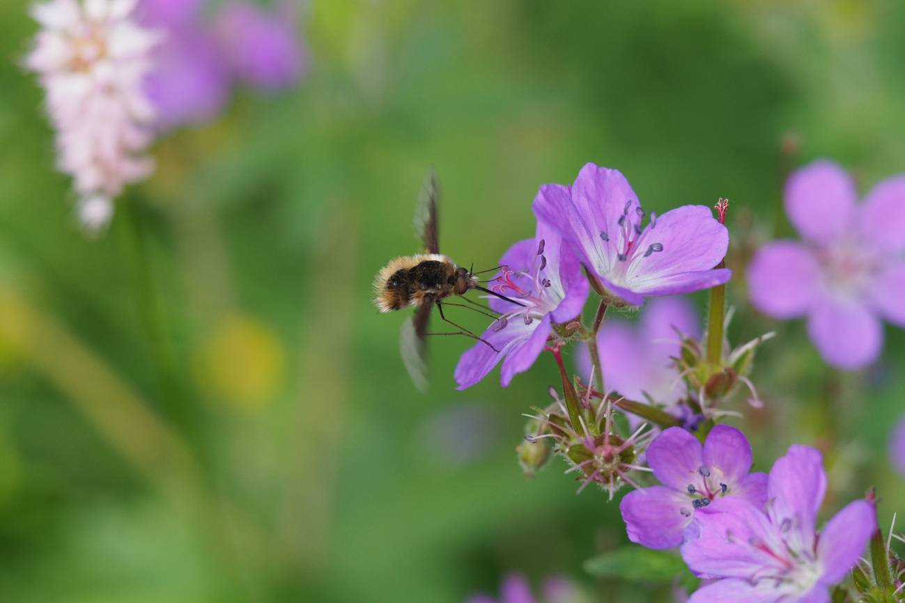 Las plantas aumentan la variabilidad de sus rasgos reproductivos para adaptarse al cambio climático  
