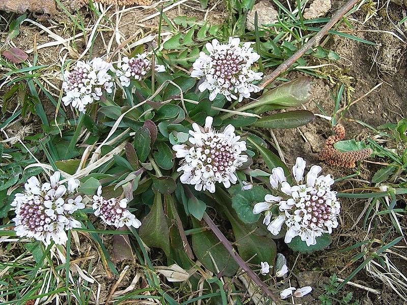 Las plantas de entornos mineros pueden curar los suelos enfermos por contaminación