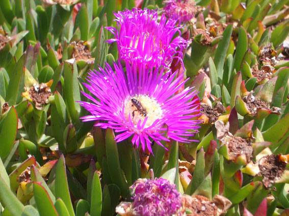 Las plantas invasoras también pueden hacer favores a las autóctonas