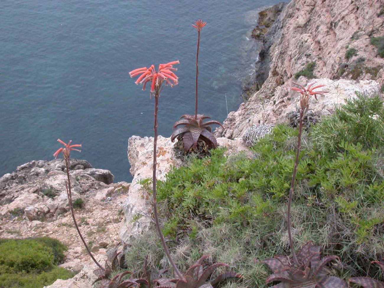 Matorral Mediterráneo